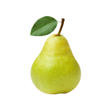 Pear Anjou