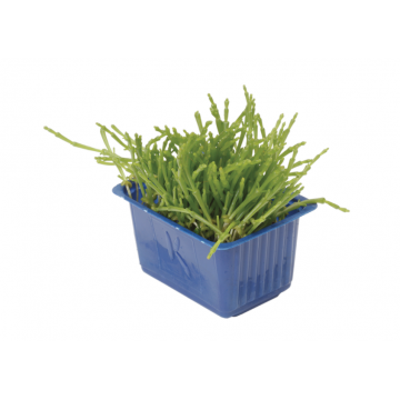 Salicornia cress