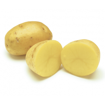 Potato Dutch / Table Potato