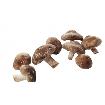 Shiitaki Mushroom