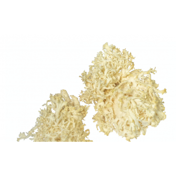 Coral fungus crade 1 kilo